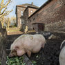 Schweine auf dem Klosterberghof