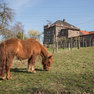 Pferd auf dem Klosterberghof